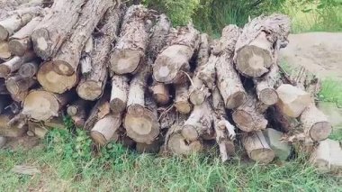 Kesik Kütükler ve Dallar Yığını Doğal Ayarlardaki Odun Odunu veya Kereste Deposu