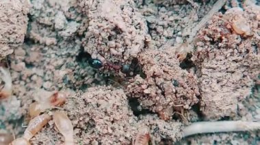 Hasarlı yuvadaki siyah karınca avcılarının makro yakın çekimi.