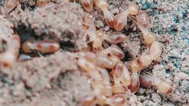 Yuva hasarı üstüne kargaşa yaşayan termitlerin makro yakın çekimi