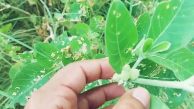 Ashwagandha bitkisi ve yeşil meyve ile yakın etkileşim