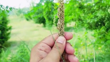 ChatGPT der ki: Çimen saplarından elle ot tohumları toplamaya yakın çekim