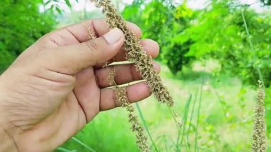 ChatGPT der ki: Çimen saplarından elle ot tohumları toplamaya yakın çekim