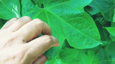 Young Ridge Su Kabağı Bitkisinin Yaprakları ve Çiçek Kalıntılarıyla Yakın Çekim Videosu