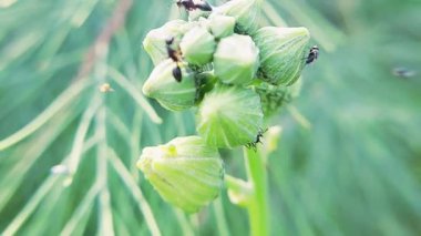 Yeşil Çiçek Tomurcukları Üzerinde Sürünen Siyah Karıncaların Makro Kapanış Videosu