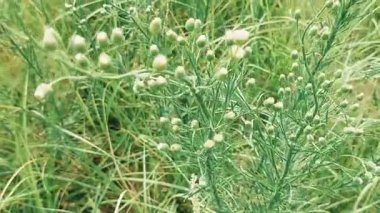 Erigeron Canadensis Çiçek Tomurcukları Hafif Esintide Sallanırken