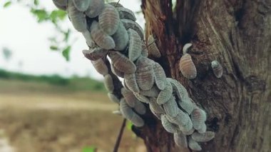 Yoğun Kümeler ve Bitki Hasarı Gösteren Ağaç Dalları 'ndaki Şiddetli Mealybug istilasının Yakın Çekimi