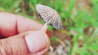 El Tutma Küçük Coprinellus Mantarı Kaburgalı Alt ve Açık Renkli Kök