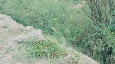 Kıllı Mürekkep Mantarı Coprinus Komatı 'nın Yakın Çekimi Kum Toprakları' ndan Kıvrımlı Kırışık Şapkalı Çıktı