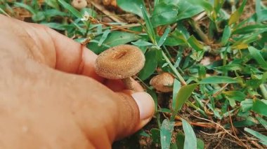 Eşsiz Donut Şekillendirilmiş Kabarık Mantar Lycoperdon Perlatum Kaburga Altlı ve Kahverengi Köklü