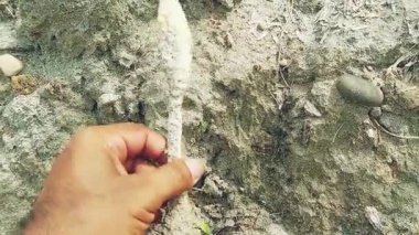 Shaggy Inkcap Mantarının Yakın Çekimi Siyah Mürekkep Sıvısı Salımı ile Lezzet Altında