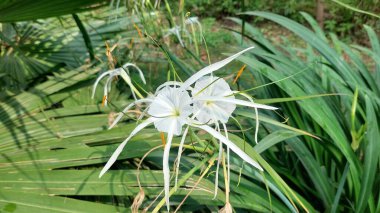 Narin taç yaprakları ve yemyeşil yaprakları olan beyaz örümcek zambağı çiçeğinin yakın görüntüsü