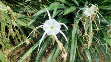 Narin taç yaprakları ve yemyeşil yaprakları olan beyaz örümcek zambağı çiçeğinin yakın görüntüsü