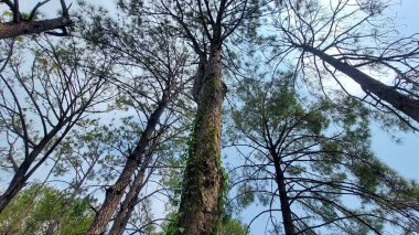Yükselen çam ağacının yükselen manzarası sarmaşık ve açık mavi orman gökyüzü