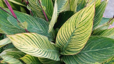 Yakın plan Canna Nilüfer yaprakları parlak yeşil çizgiler ve narin kırmızı yapraklarla