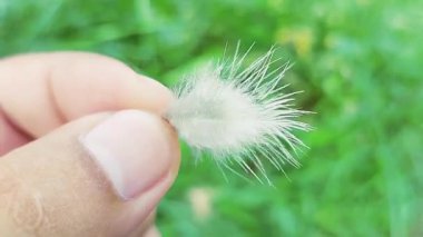Kırılgan beyaz kuş tüyünün, yeşil arka planı olan parmaklar arasında tutulduğu videoyu kapat