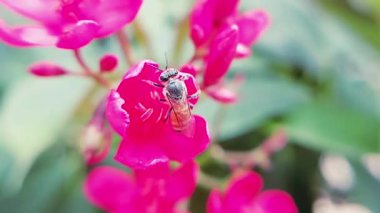 Bahçedeki makro manzaralı, polen kaplı vücutlu canlı pembe çiçekleri tozlaştıran arı videosu.