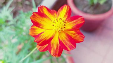 Bahçedeki canlı kırmızı ve sarı kozmos çiçeklerinin terasotta saksılarıyla videosunu kapat.