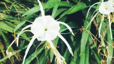 Beyaz örümcek nilüferlerinin uzun erkek organları ve gür bahçedeki yeşil kılıç yaprakları ile yakın çekim videosu.