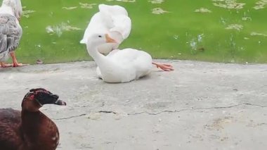 Ördeklerin ve kazların göletin kenarında dinlendiği bir video. Muscovy ördeği ve beyaz kaz odaklı.