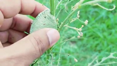 Terk edilmiş kuru guguk kuşu tükürük böceği kozalağının bitki sapına tükürdüğü videoyu kapat.