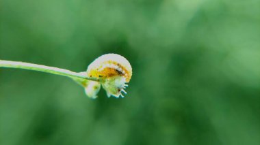 Beyaz İşaretli Solgun Sarı Tırtıl 'ın Macro Yakın Çekimi Yaban Çimeni Çiçeği Yiyen