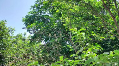 Yoğun Yapraklı Tepe Örtüsü Ortası 'nda Yeşil Pembeli Kuşların Açık Hava Yakından Görünümü