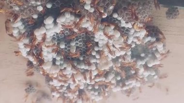 Sürünen Kırmızı Eşek Arıları ve Kukla Hücreleri ile Büyük Aktif Eşek Arısı Yuvası 'nın yakın çekim videosu