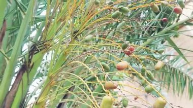 Hurma ağacının Doğal Esintide Olgunlaşan Tarihlerin Asıldığı Yakın çekim videosu
