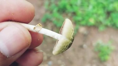 Lepiota Mantarlarının Doğal Orman Ormanındaki Pul Kaplamalı Makro Mantarlarını Kapat