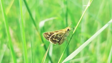 Açık Kahverengi Kelebek Skipper 'ın Yeşil Çim Bıçağının Üzerinde Dinlenen Makro Kapat Videosu