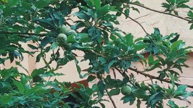 Green Fruits ile Apple Tree 'ye tünemiş Gül Halkalı Muhabbet kuşunun yakın çekim videosu