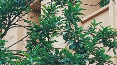 Green Fruits ile Apple Tree 'ye tünemiş Gül Halkalı Muhabbet kuşunun yakın çekim videosu