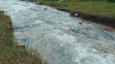 Fast Flowing Crystal Clear Stream with Grazing Cow in Lush Green Landscape Islamabad Pakistan
