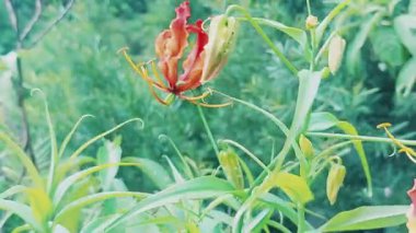 Vibrant Gloriosa Lily flower with striking red yellow petals and lush green leaves