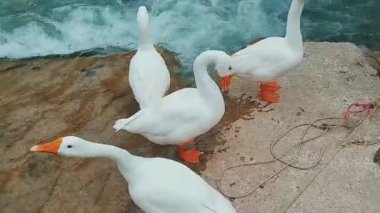 Majestic White Geese Standing by Turquoise River with Lush Greenery Background
