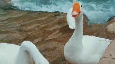 Relaxing Wildlife Video of White Geese on Turquoise River Rocky Riverbank