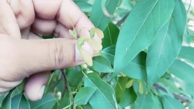 Exploring the Unique Winged Seeds of Maple Trees and Their Natural Dispersal Mechanism