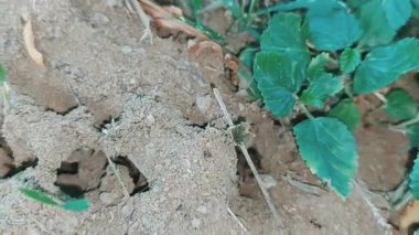 Fascinating Underground Ant Colony Tunnels Showing Natures Incredible Engineering
