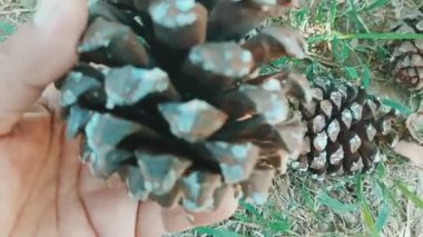 Discovering the Sticky Pine Resin on Cones and Its Natural Protective Benefits