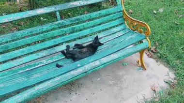 Adorable Black Cat Relaxing Playfully on a Weathered Blue Park Bench