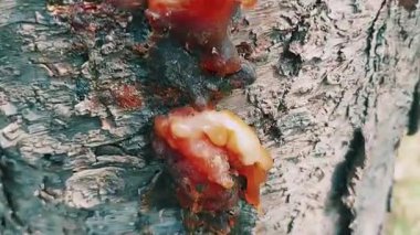 Close Up View of Tree Trunk with Amber Sap Oozing from Cracked Grey Bark