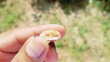 Macro View of Hand Holding Broken Snail Shell Showing Spiral Chamber and Fragile Structure