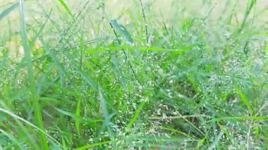 Close Up of Panic Grass with Fine Stems and Delicate Fluffy Seed Heads for Nature Photography