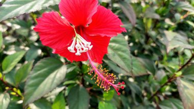 Beyaz Trompet Çiçekleri ve Yeşil Yapraklar ile Parlak Kırmızı Hibiscus Çiçeği