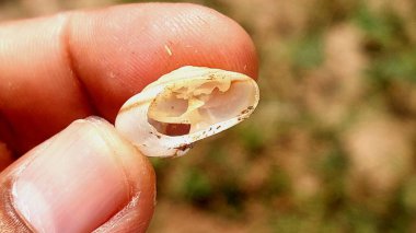 Boş Salyangoz Kabuğunun Ekstrem Makro Kapanışı Parmaklar Arasında