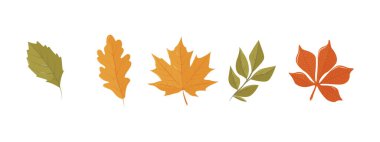 Sonbahar balkabağı hasadı. Organik doğal balkabağı koleksiyonu farklı tipler, formlar, renkler. Kart, kartpostal ve kapak için izole çizimler. EPS 10