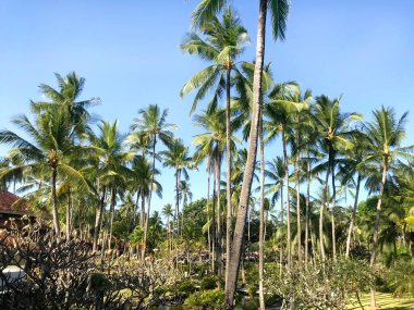 Güneşli bir günde mükemmel bir tatil için dinlenen, gezmek için güzel bahçeleri olan tropikal palmiye ağaçlarına bakan, sadece Nusa Dua, Bali, dünyadaki tropikal cennet