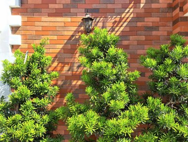 Bitkiler çam ağaçları ve korunmasız kırmızı tuğla duvar, tipik modern güney Avrupa hissi.