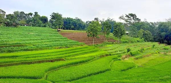 stock image Beautiful landscape of mountain valley highlands, a tropical paradise of healing places, greeneries, jungles, pine trees, rice terraces, slopes, with cloudy mountain and fog at the distant background