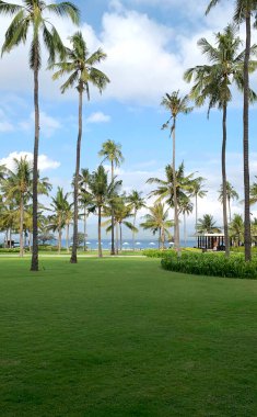 Endonezya, Bali 'de tropikal bir tatil beldesinde güzel palmiye ağaçları olan açık yeşil bir çim ya da park. Tropikal palmiye ağaçları her zaman tropik iklim ülkelerinin sahil sahillerinde ya da bahçelerinde bulunur..